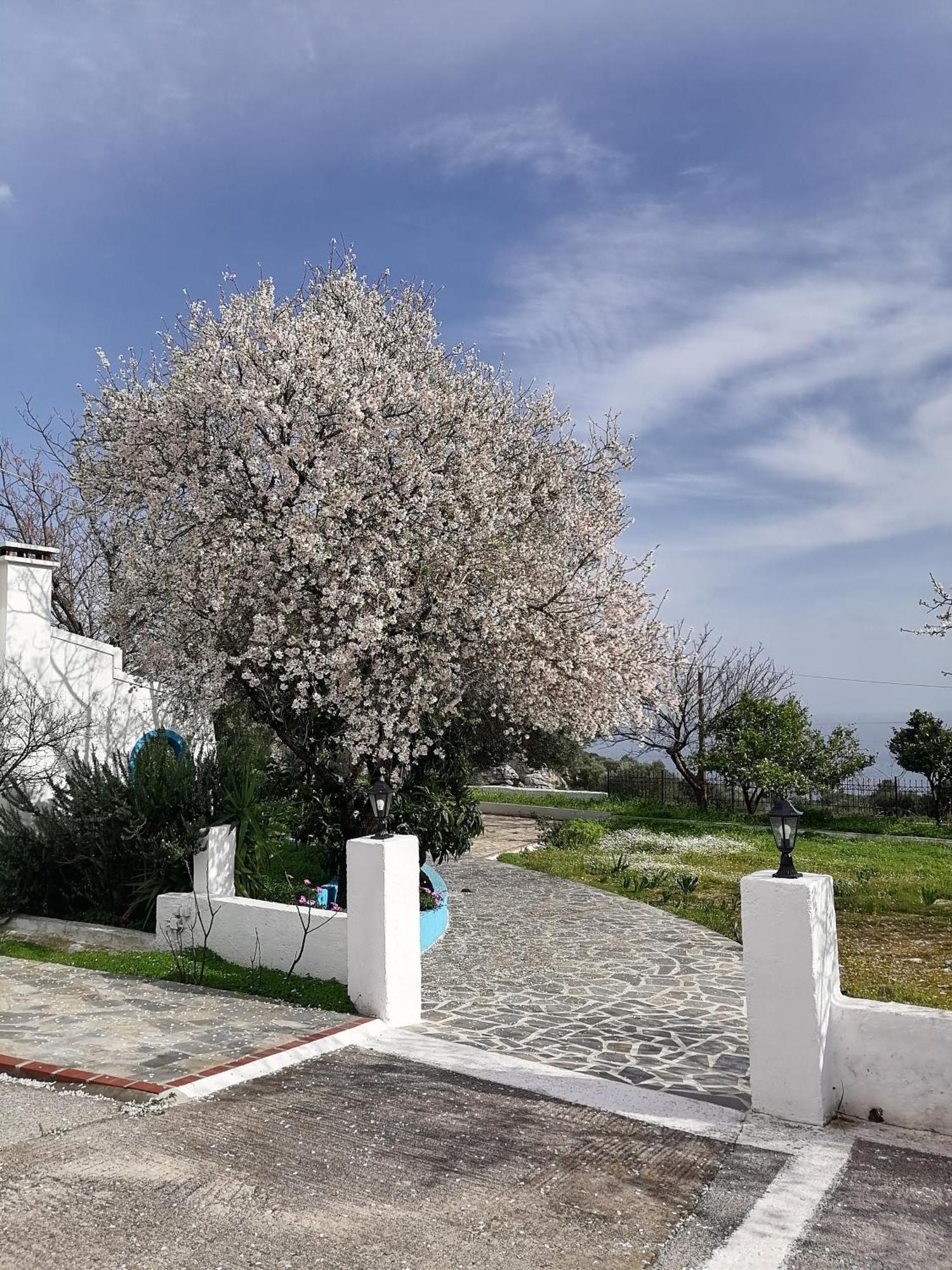 Studios Ioanna Limnionas Samos Маратокампос Экстерьер фото